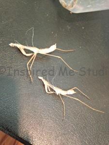Two Sheds side by side. Same instar and species but two different females