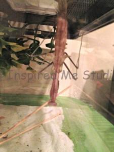 My favortie female Chinese Mantis Awesome Sauce Molting to adult. 