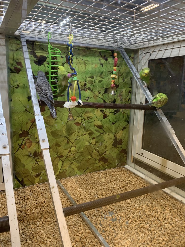 Budgies waiting for homes at the pet store.